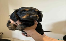 Cocker Spaniel dogs for sale: Pure show type dna health tested KC reg parents  - Image 2