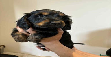 Cocker Spaniel dogs - Advert 4