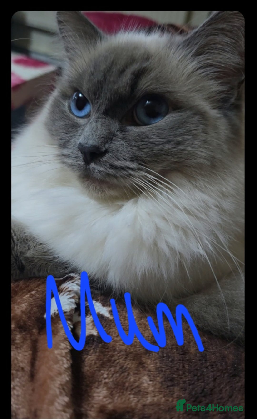 Ragdoll cats for sale: Ragdoll x Persian - Image 2