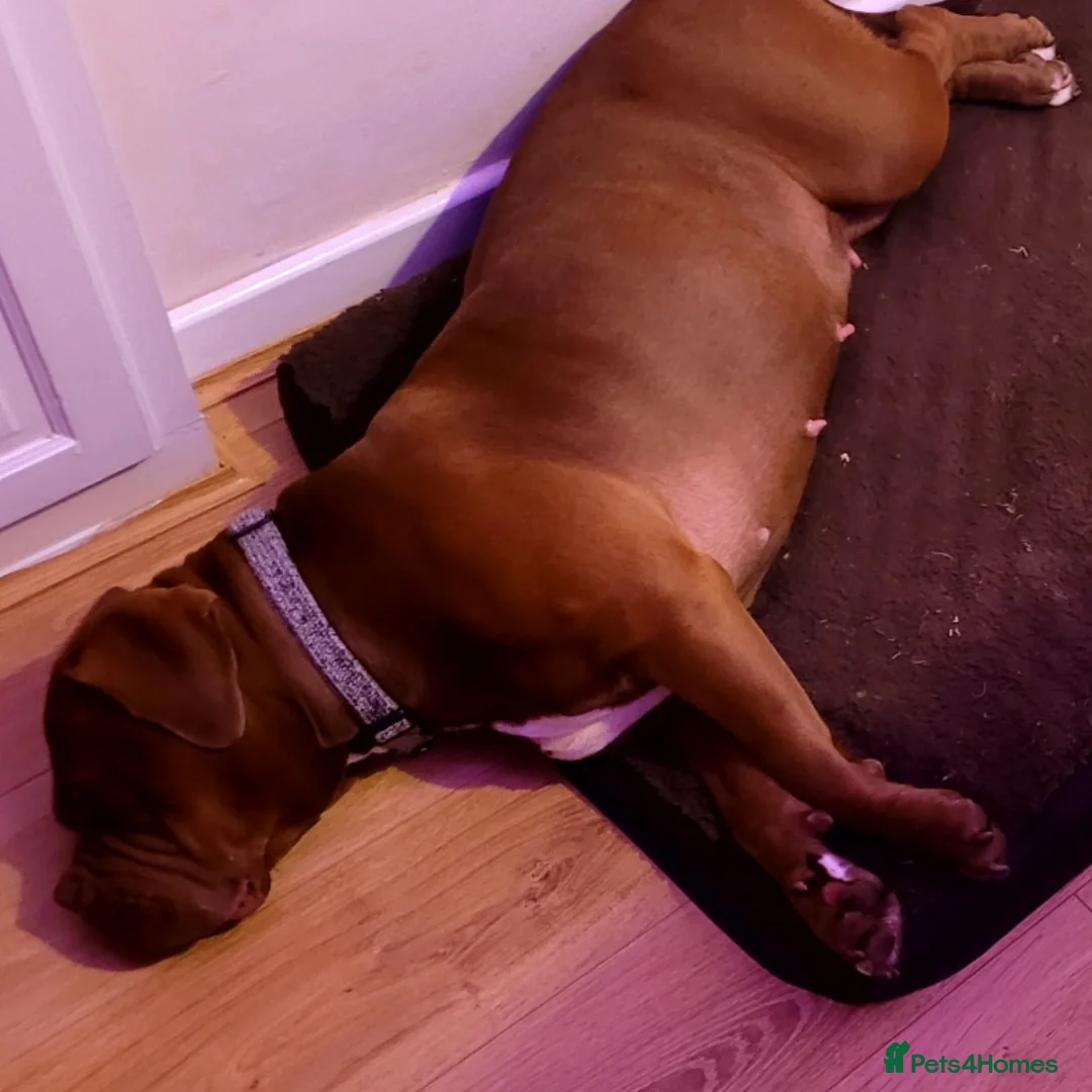 Dogue De Bordeaux dogs for sale: Dogue De Bordeaux looking for a new loving home  - Advert 2