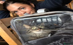 Norwegian Forest Cat cats for sale: Motoko: Norwegian Forest Cat x Maine Coon - Image 6
