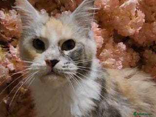 Maine Coon cats 2 beautiful Maine coon kittens - Advert 1