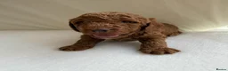 Cockapoo dogs for sale: 🐶 Beautiful Cockapoo Puppies ❤️ in Swadlincote - Advert 2
