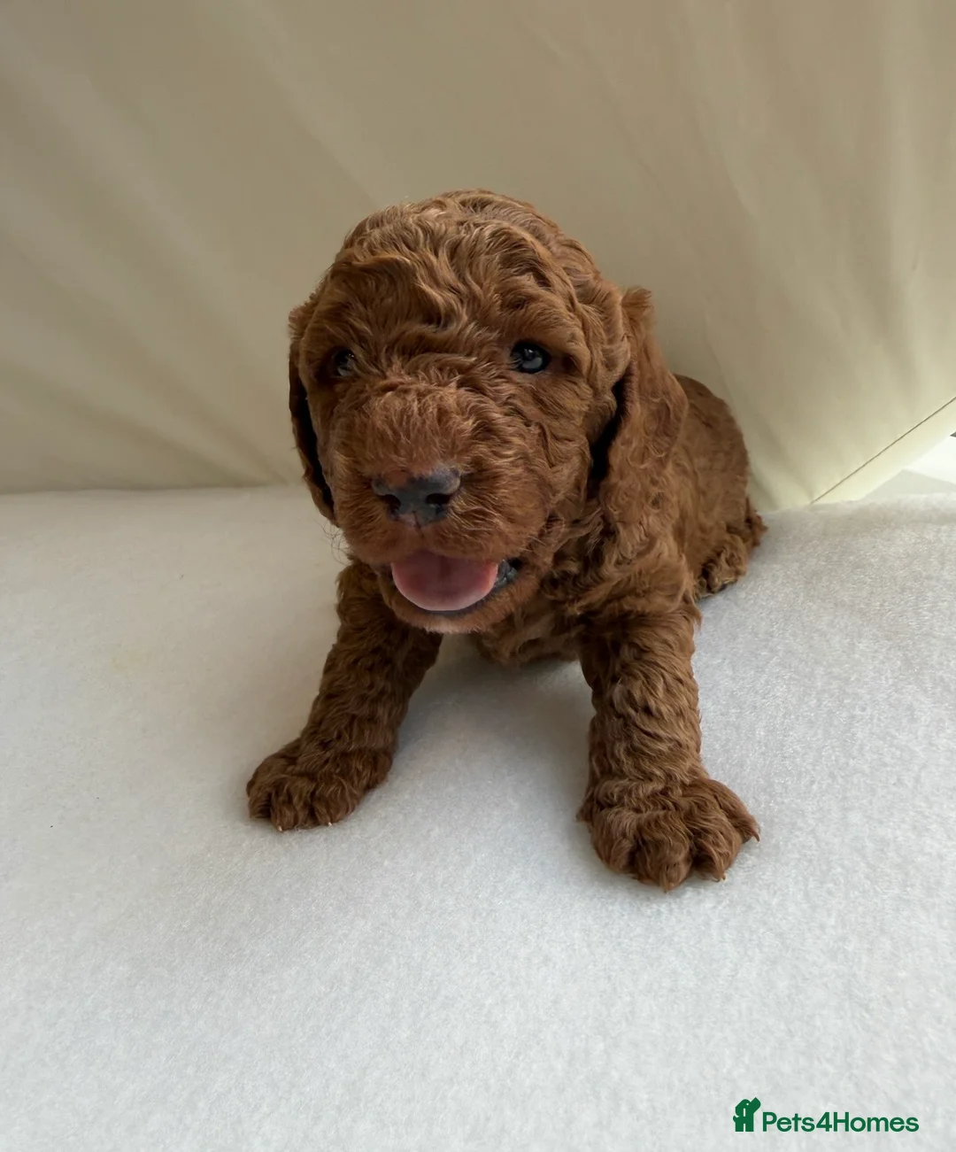 Cockapoo dogs for sale: 🐶 Beautiful Cockapoo Puppies ❤️ in Swadlincote - Advert 2