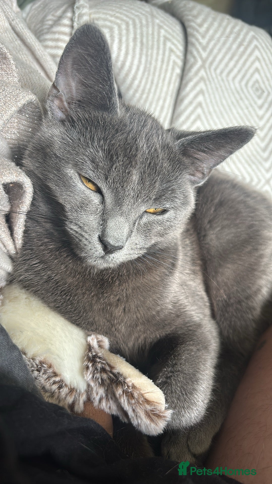 British Shorthair cats for sale: Gray Kitten For Sale - Image 1