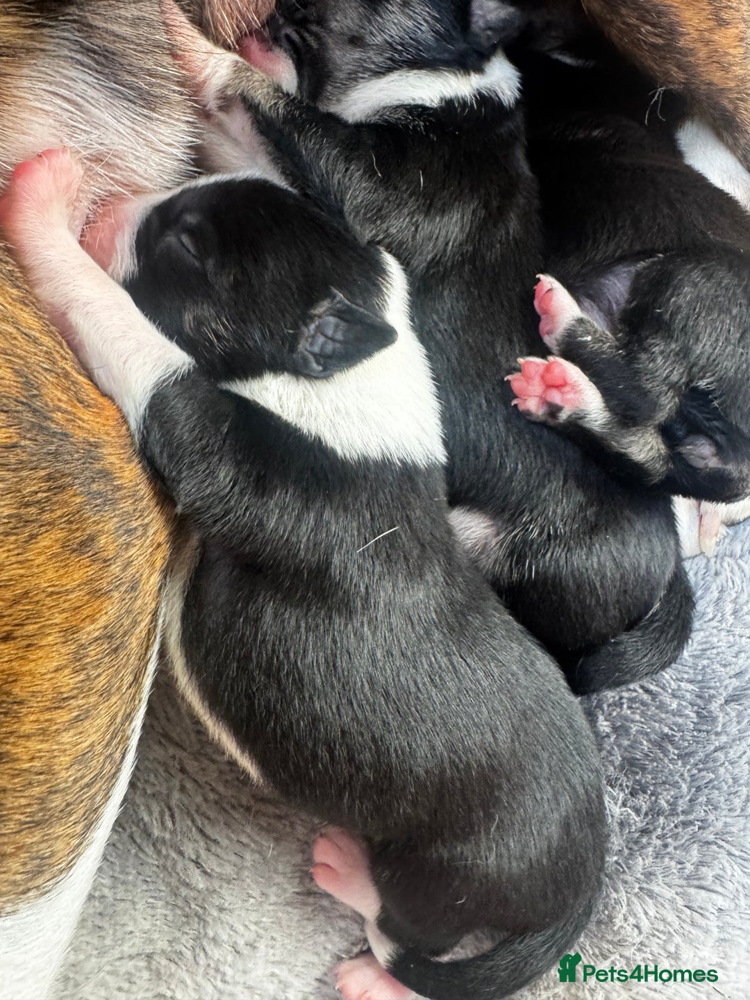 Mixed Breed dogs for sale: Pups for sale  - Image 24