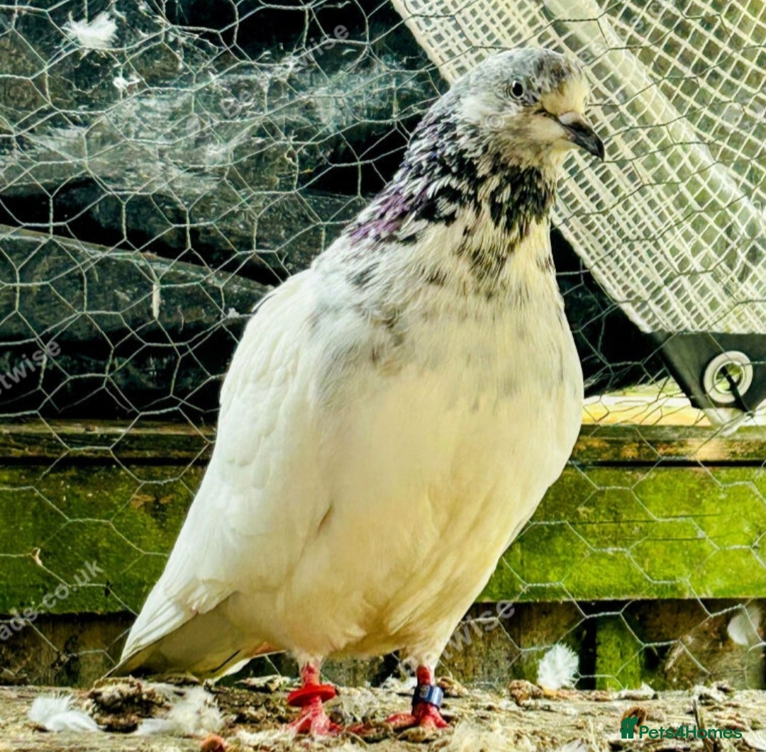 Pigeons birds White pigeon - Advert 1