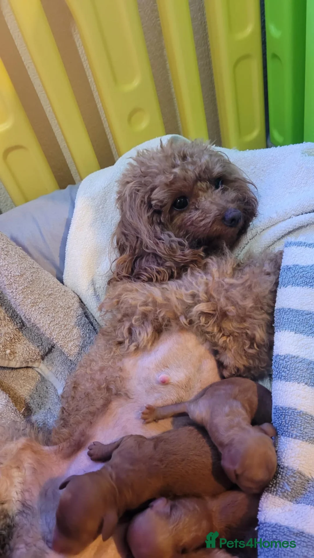 Toy Poodle dogs for stud: Asian Toy poodle -TEDDYCUP in Kettering - Advert 6