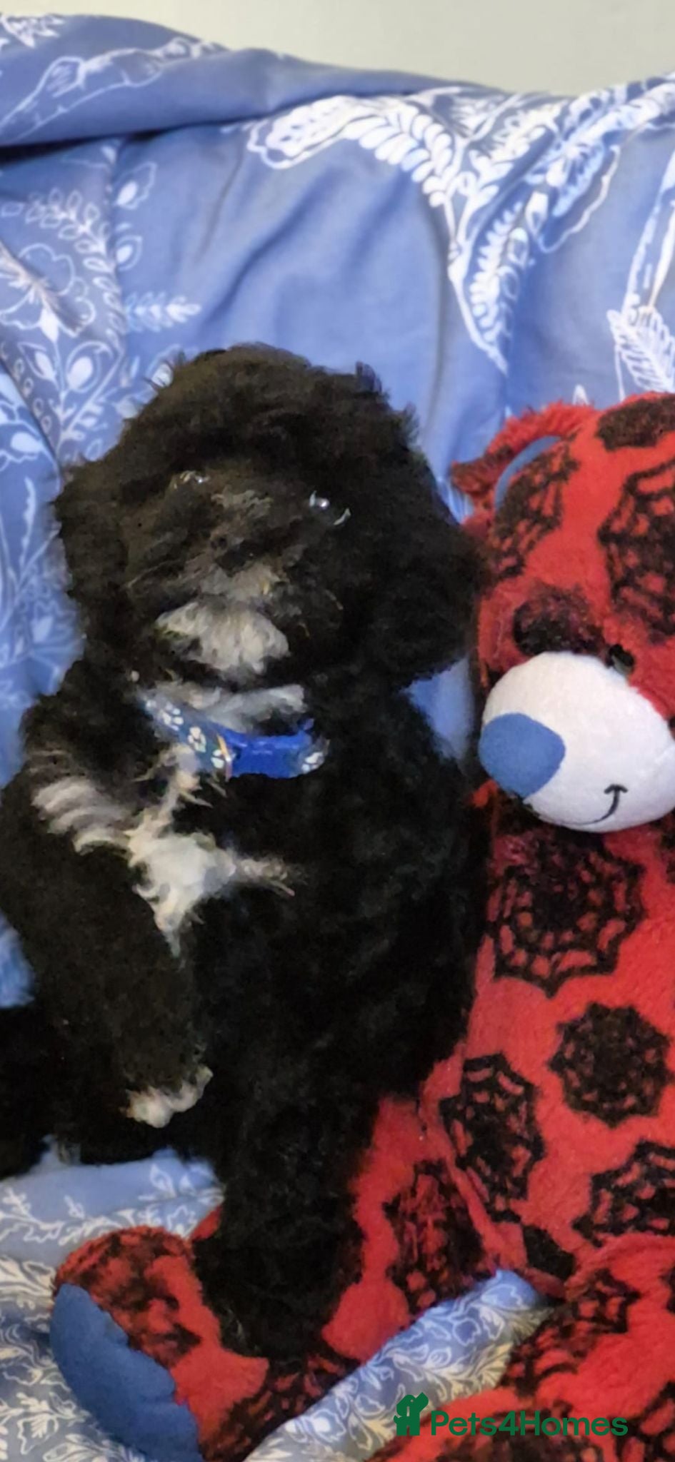 Lhasapoo dogs Gorgeous Lhachon/Poodle - Advert 2