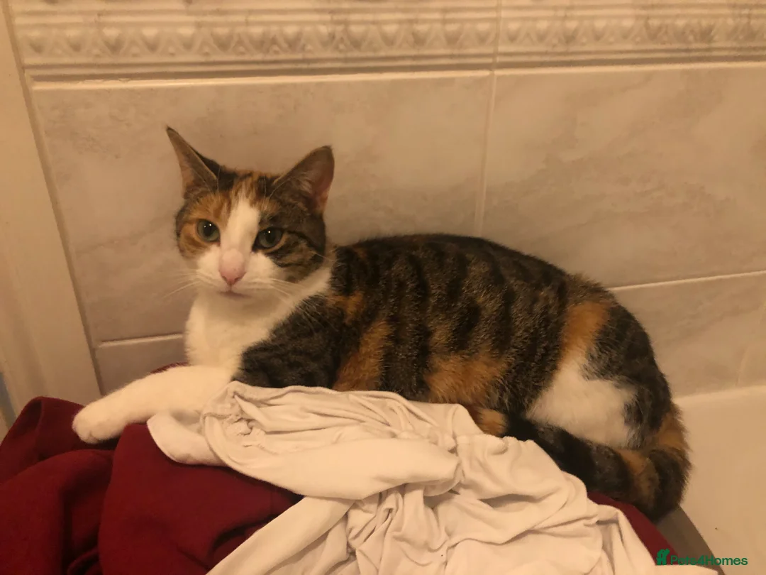 British Shorthair cats for sale: Cute cat - Advert 11