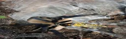 Tarantulas invertebrates for sale: 9 Tarantualas for sale in Beverley - Advert 7