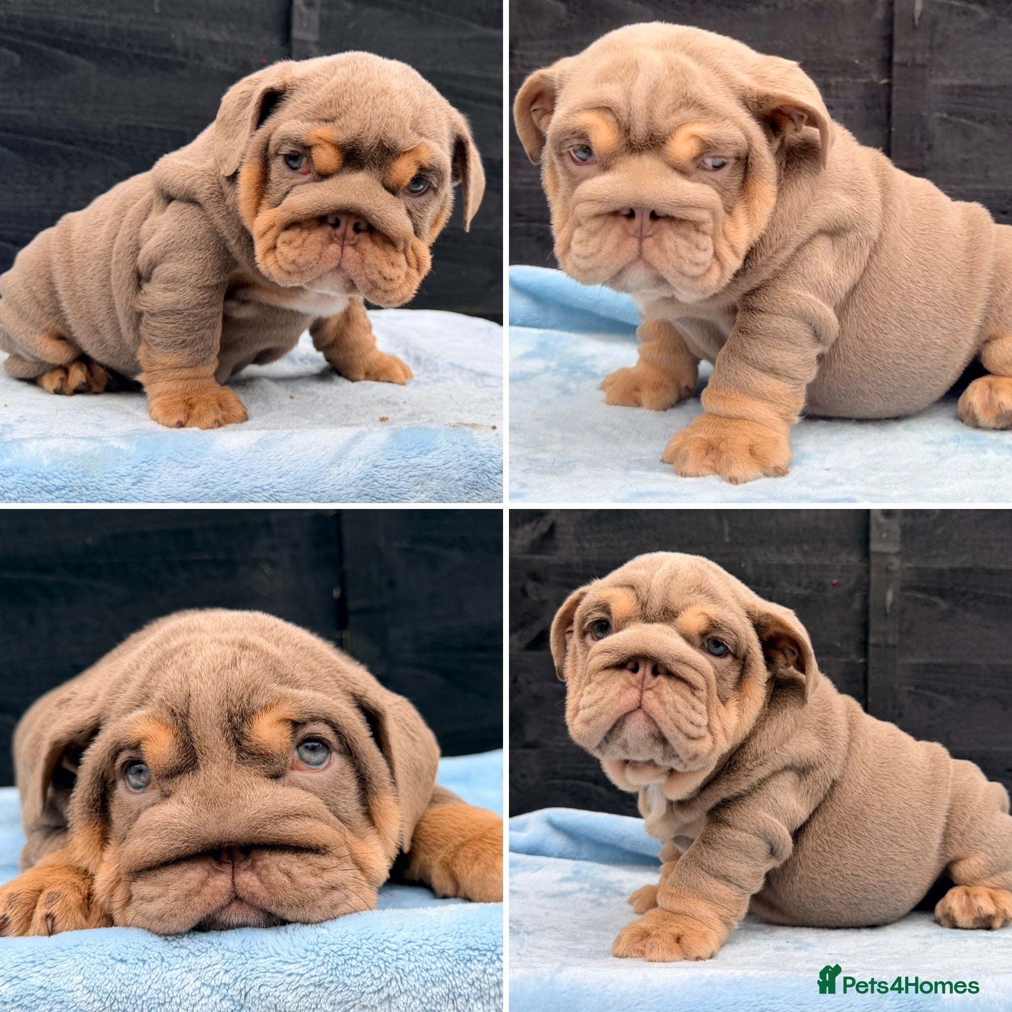 English Bulldog dogs Stunning kc English bulldog puppies, Ready now!!! - Advert 15