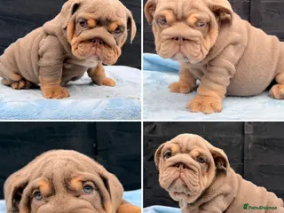 English Bulldog dogs Stunning kc English bulldog puppies, Ready now!!! - Advert 15