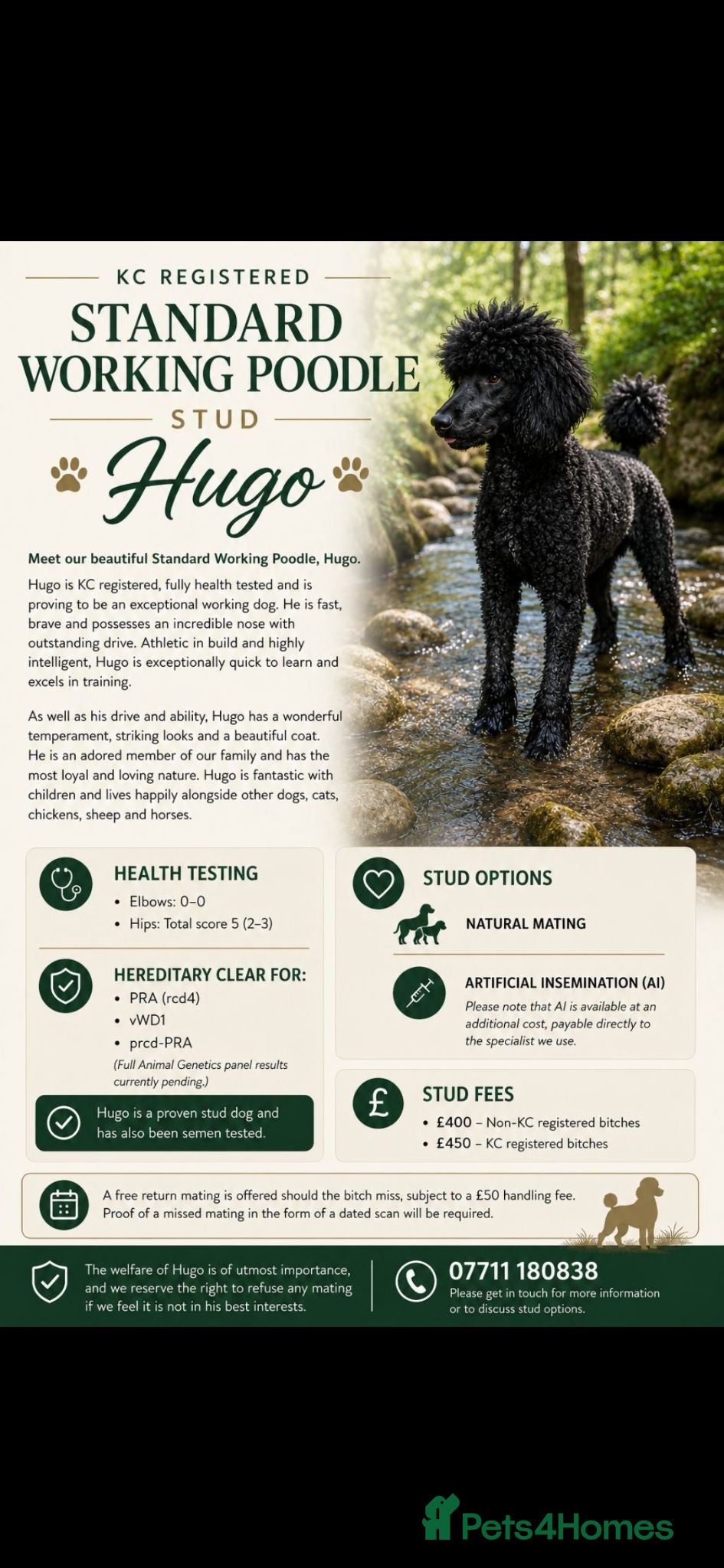 Standard Poodle dogs HANDSOME HUGO STANDARD POODLE  - Advert 2