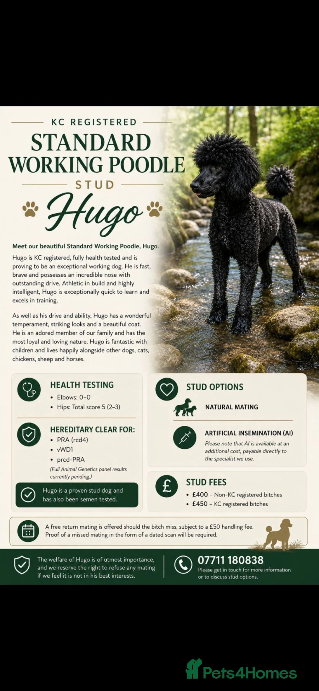 Standard Poodle dogs for stud: HANDSOME HUGO STANDARD POODLE  - Advert 1