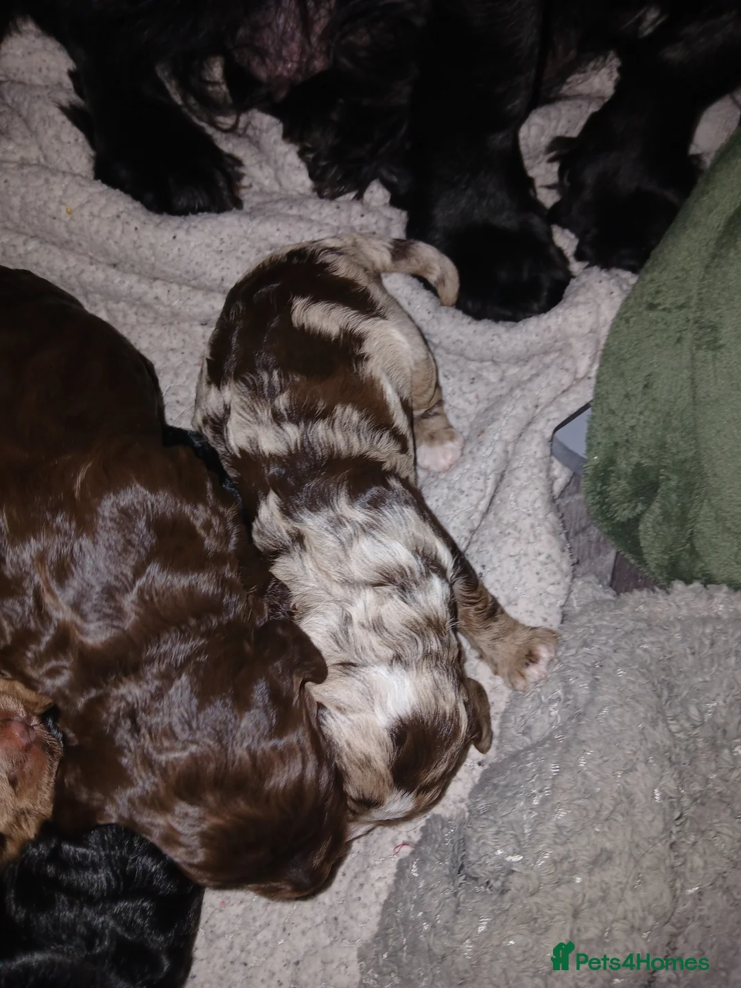 Cockapoo dogs for sale: F1 miniature cockapoos available 16th feb - Advert 4