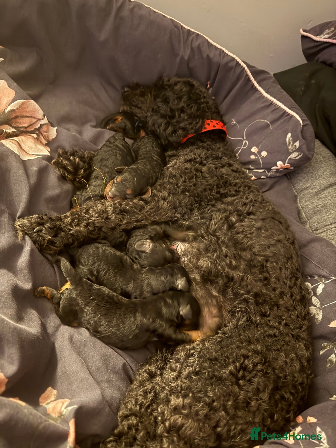 Cockapoo dogs for sale: 3 healthy phantom F1B cockapoo boys for sale  - Image 25