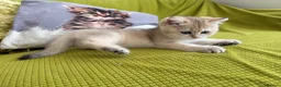 British Longhair cats for sale: Pure Bread British Longhair and Shorthair kittens - Advert 5