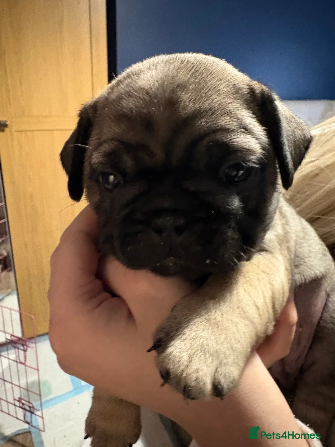 Frug dogs for sale: Pug pups in Larbert - Advert 6