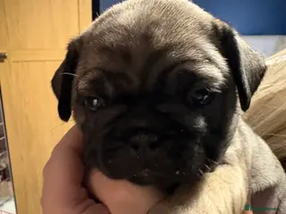 Frug dogs Pug pups - Advert 5