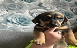 Mixed Breed dogs for sale: Husky cross dashound  - Image 4