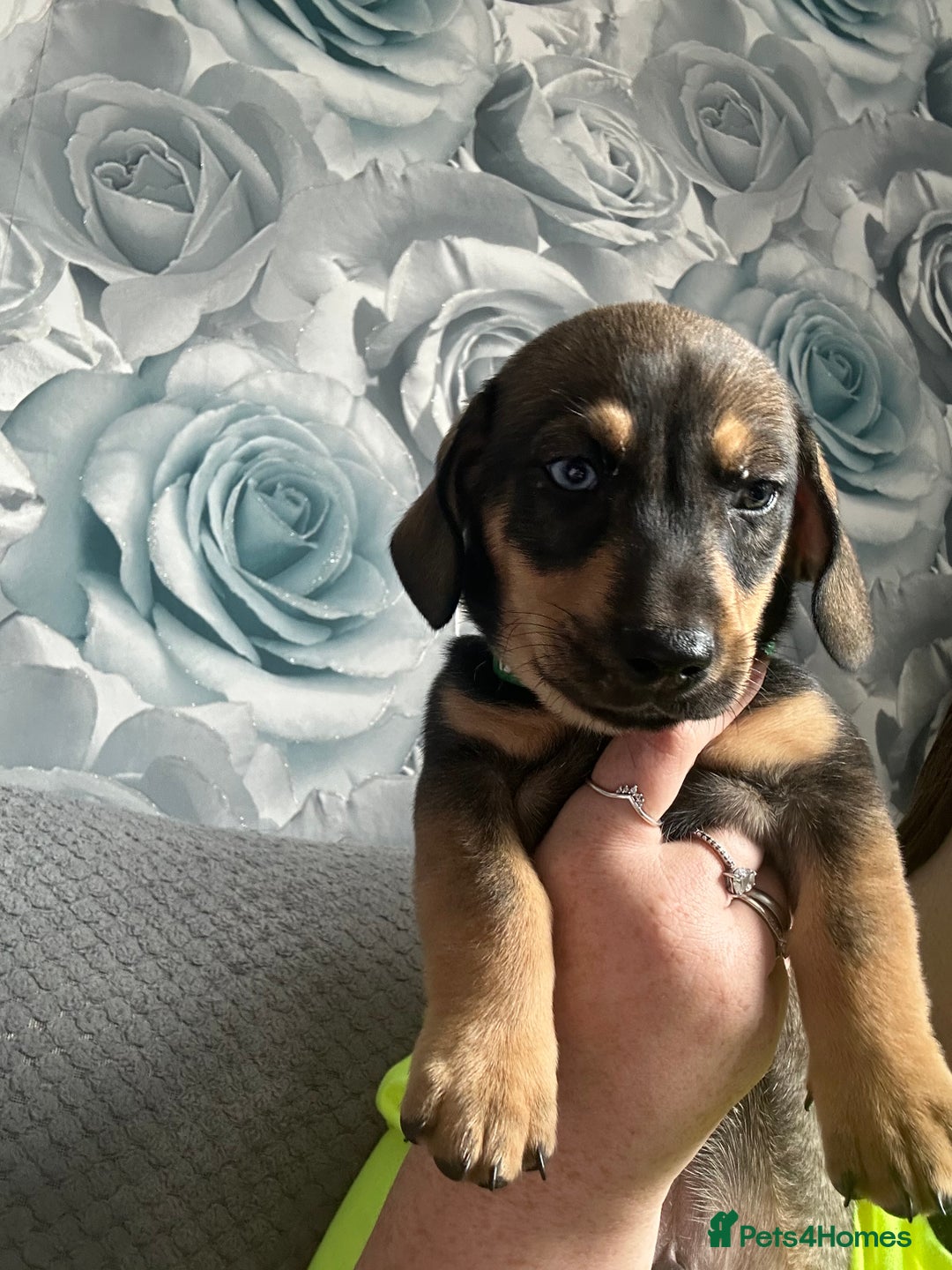 Mixed Breed dogs for sale: Husky cross dashound  - Image 4
