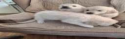 Golden Retriever dogs for sale: Golden Retreiver Puppies  - Advert 12