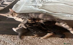 Mixed Breed cats for sale: 🥰 Beautiful kittens 🥰 - Image 12