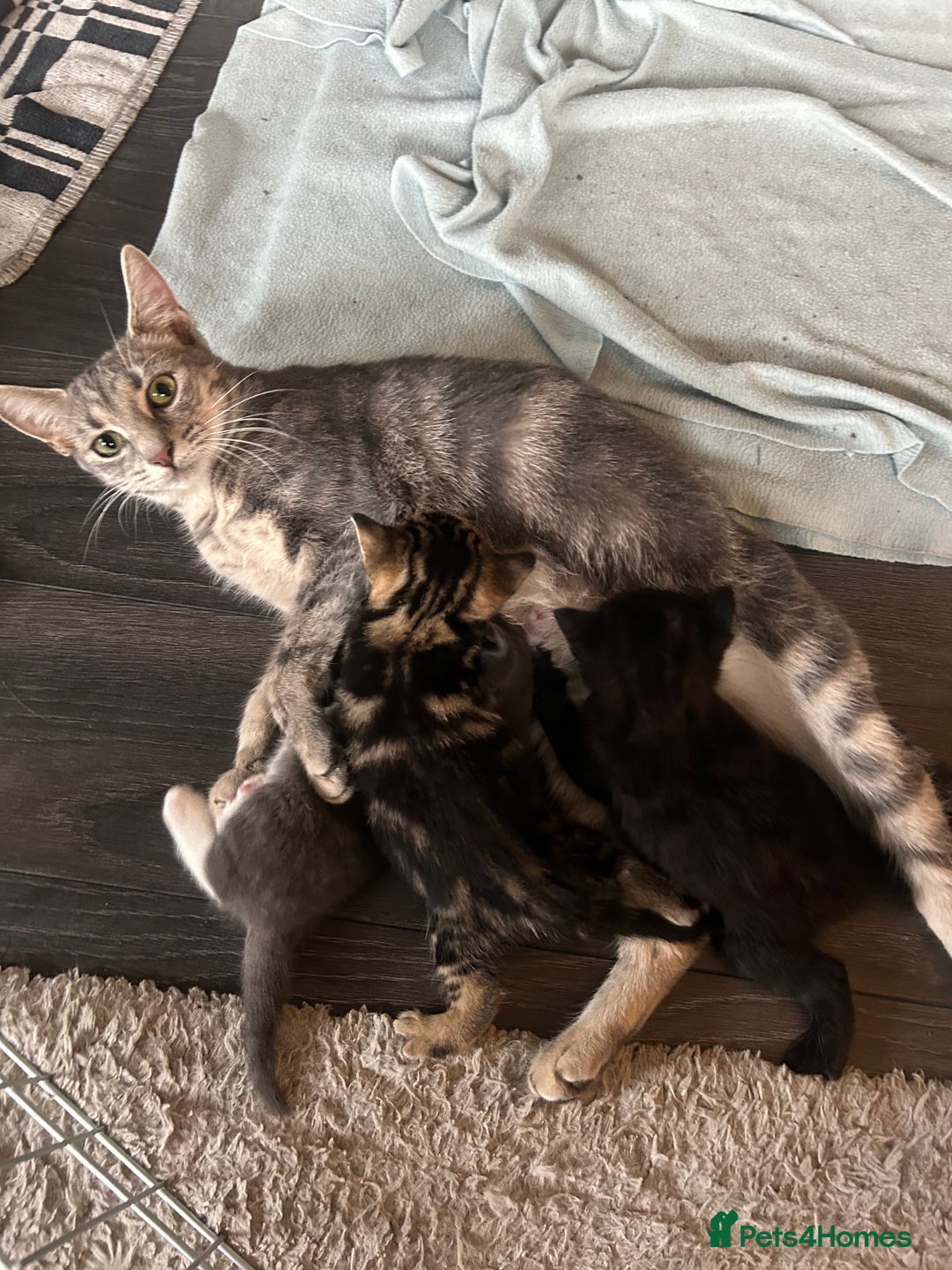 Mixed Breed cats for sale: 🥰 Beautiful kittens 🥰 - Image 12