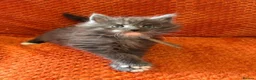 Maine Coon cats for sale: 6 Healthy Newly Born babies - Advert 11
