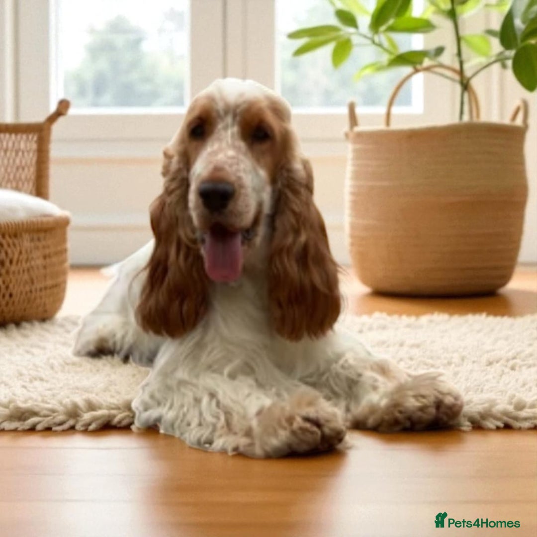 Cocker Spaniel dogs for sale: KC ENGLISH SHOW TYPE COCKER SPANIELS - Image 9