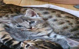 Savannah cats for sale: Beautiful Savannah cross kittens for sale - Advert 1