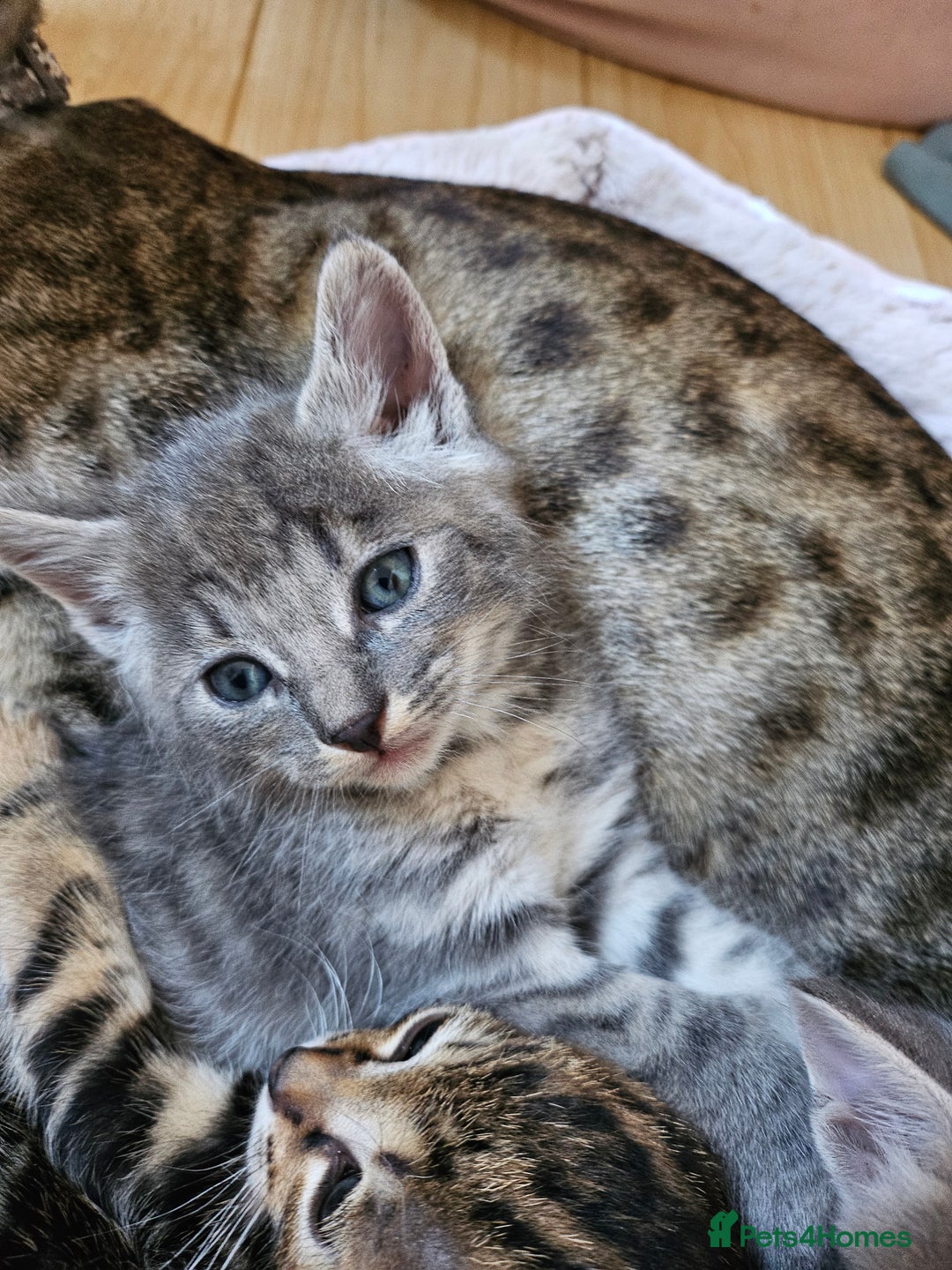 Savannah cats for sale: Beautiful Savannah cross kittens for sale - Advert 1