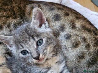 Savannah cats Beautiful Savannah cross kittens for sale - Advert 9