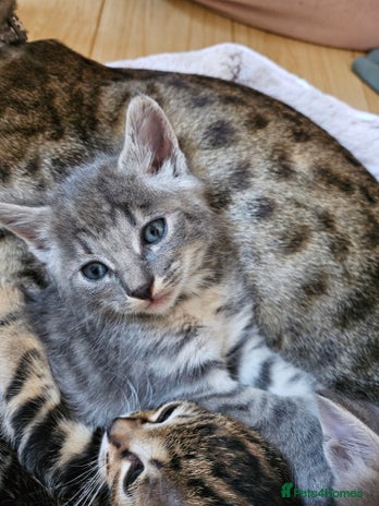Savannah cats Beautiful Savannah cross kittens for sale - Advert 1