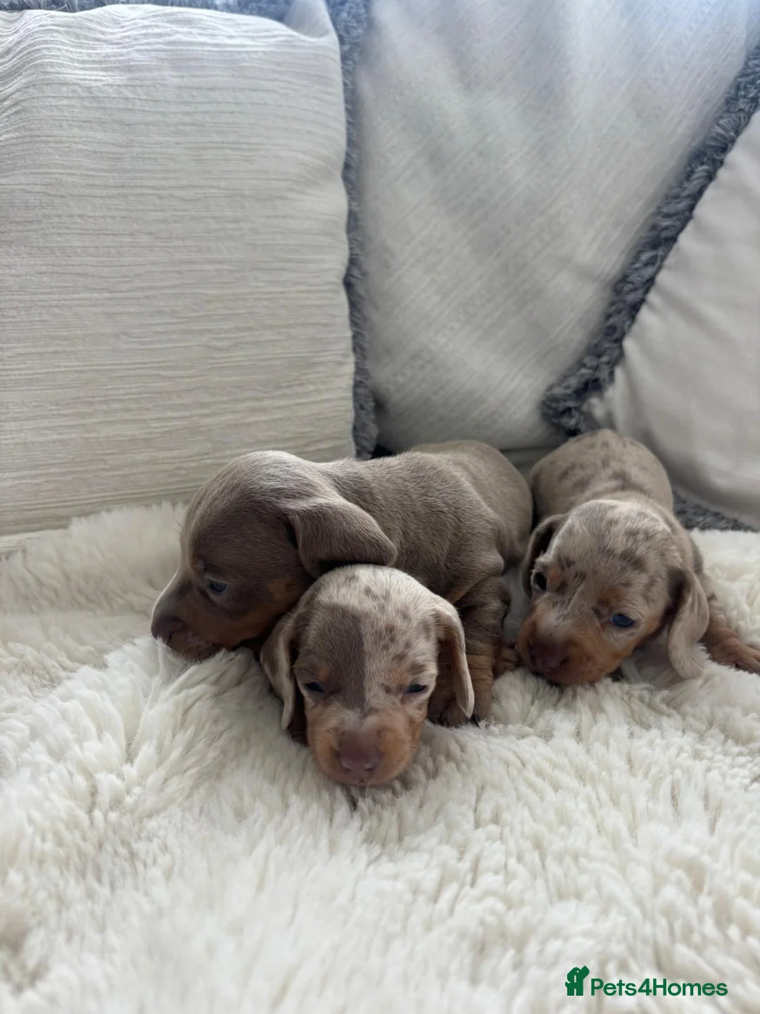 Miniature Dachshund dogs for sale: Minature dachshund puppies  - Advert 5