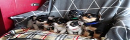 Jack Russell dogs for sale: Beautiful Jack Russell/chihuahua mix puppies - Advert 1