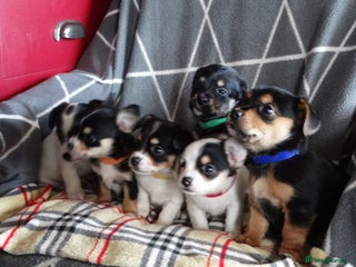 Jack Russell dogs Beautiful Jack Russell/chihuahua mix puppies - Advert 6