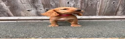 Cocker Spaniel dogs for sale: 9 Gorgeous Working Cocker Spaniel Pups 7 weeks old - Advert 9