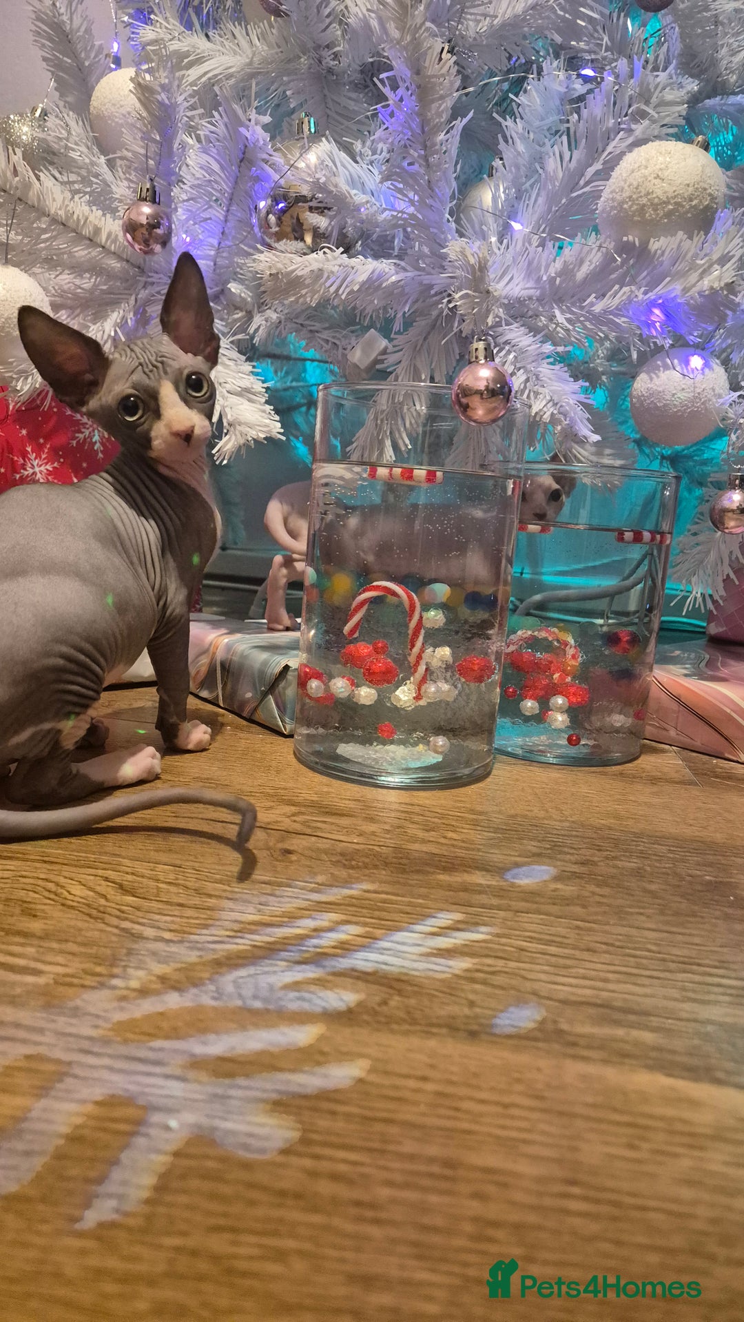 Sphynx cats for sale: Exclusive Sphynx Kittens Looking for Forever Homes - Advert 20