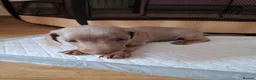 Dachshund dogs for sale: Minature dachshound puppies in Bedlington - Advert 9
