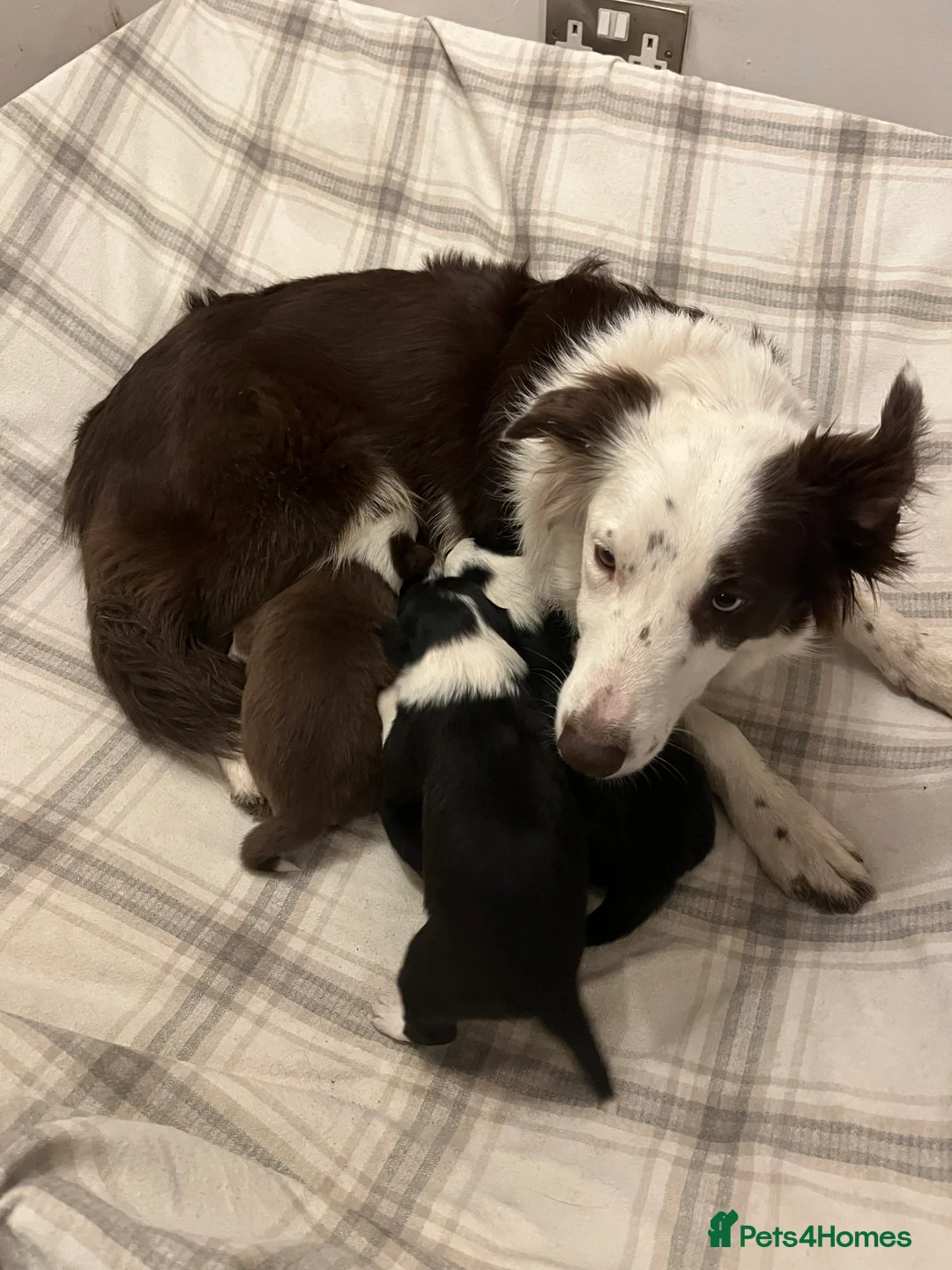 Border Collie dogs for sale: Cornmill Farm Border Collies  in Bradford - Advert 7