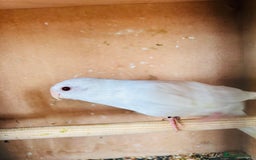 Parakeets birds for sale: Pair of albino red rump parrot for sale  - Image 7