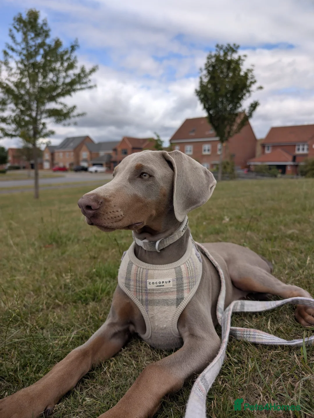 Dobermann dogs for stud: KC Health & Heart tested stud in Burnley - Advert 27