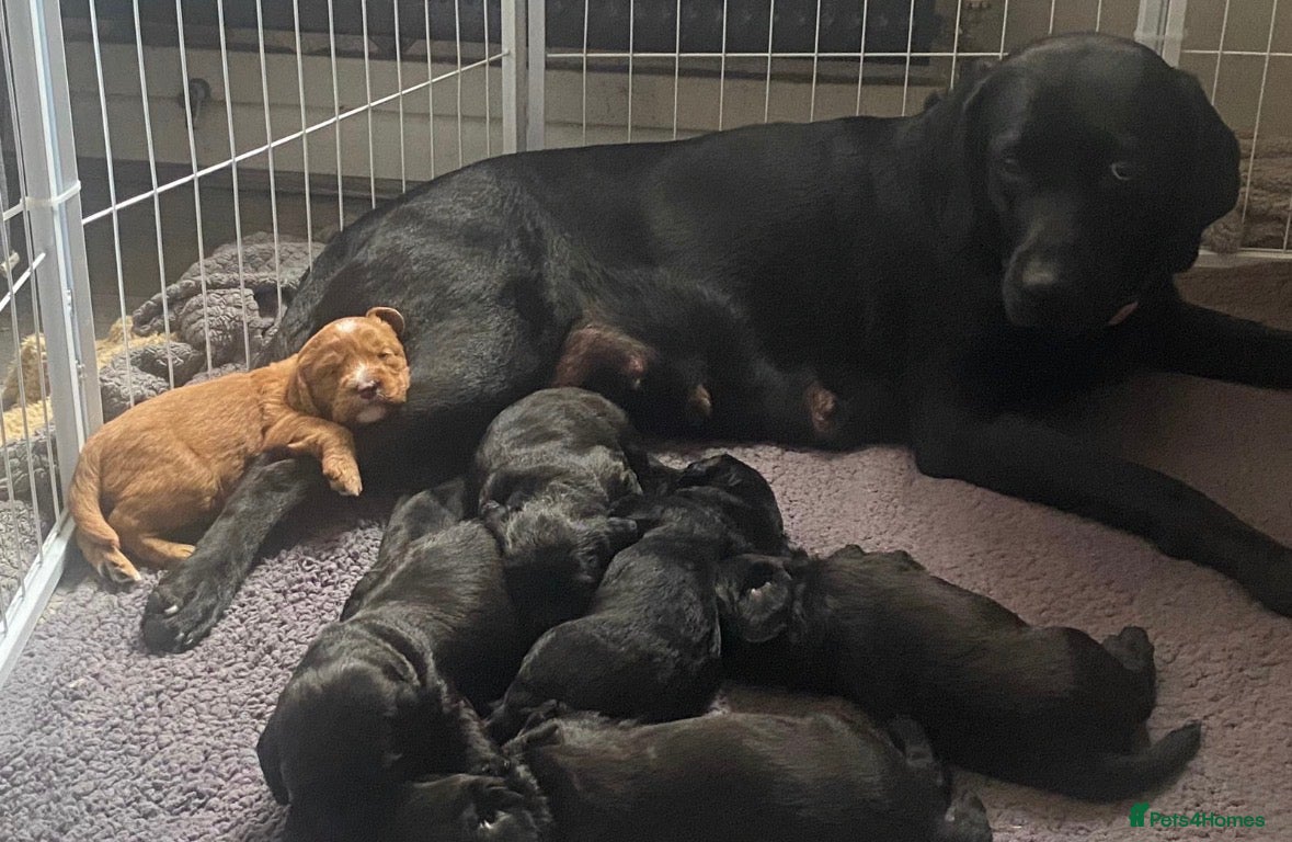 Labradoodle dogs 🐶 Beautiful Toy Labradoodles for sale 🐶  - Advert 2