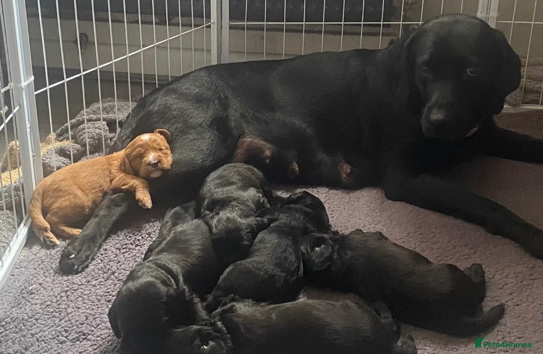 Labradoodle dogs for sale: 🐶 Beautiful Toy Labradoodles for sale 🐶  - Advert 1