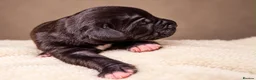 Great Dane dogs for sale: 🐾KC REGISTERED GREAT DANE PUPPIES — NORTHAMPTON🐾 - Advert 25