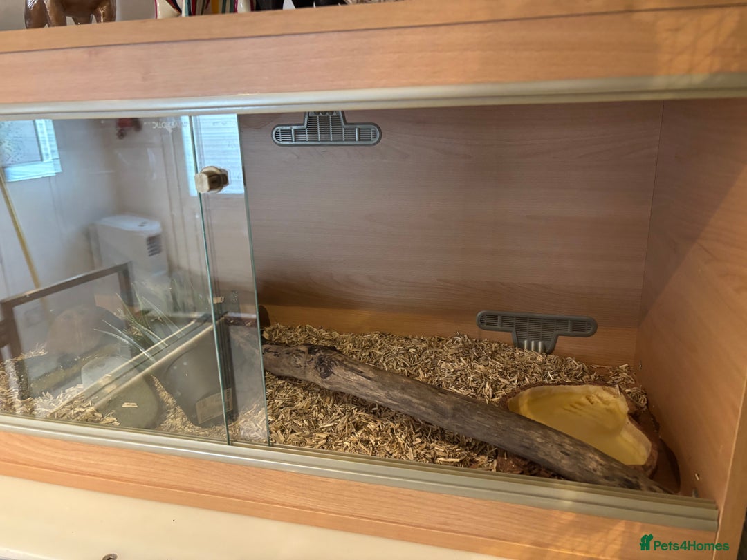 Python Snake reptiles for sale: Female ball python pied & Hognose snakes  - Advert 10