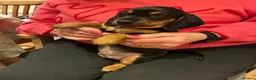 Miniature Dachshund dogs for sale: Magnificent dachshund puppies for sale  - Advert 10
