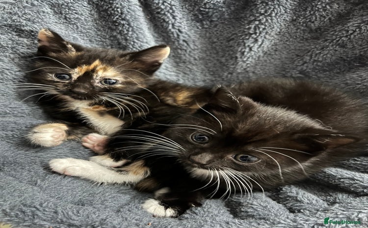 Mixed Breed cats - Advert 2